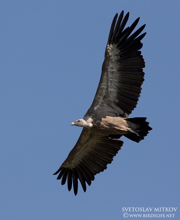 Белоглав лешояд / Gyps fulvus /. Размах 230-265 см.