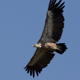 Белоглав лешояд / Gyps fulvus /. Размах 230-265 см.