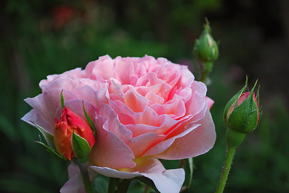 Rose - 2