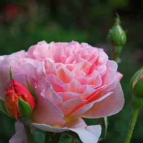 Rose - 2