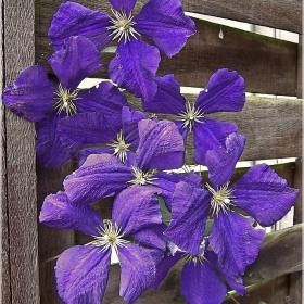 Клематис (Clematis) от сорта Ville de Lyon