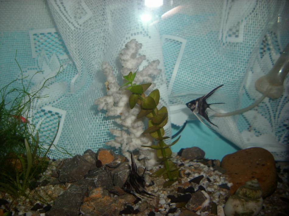Воден свят 2
