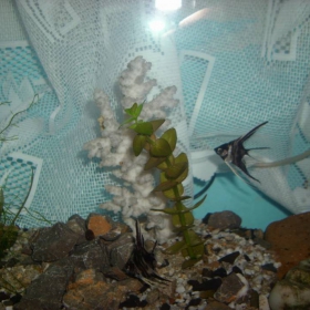 Воден свят 2