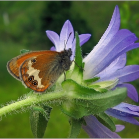 Coenonympha arcania