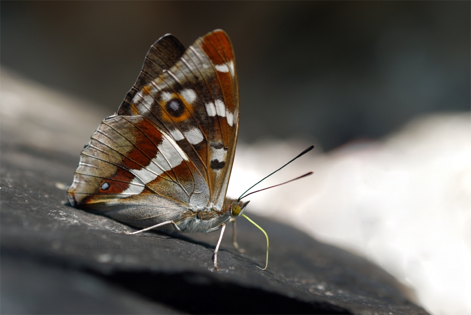 Apatura iris(Пурпорен Император)