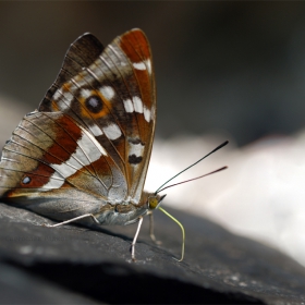 Apatura iris(Пурпорен Император)