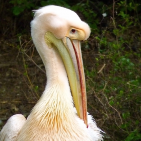  Mr.Pelican