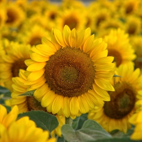 sunflowers