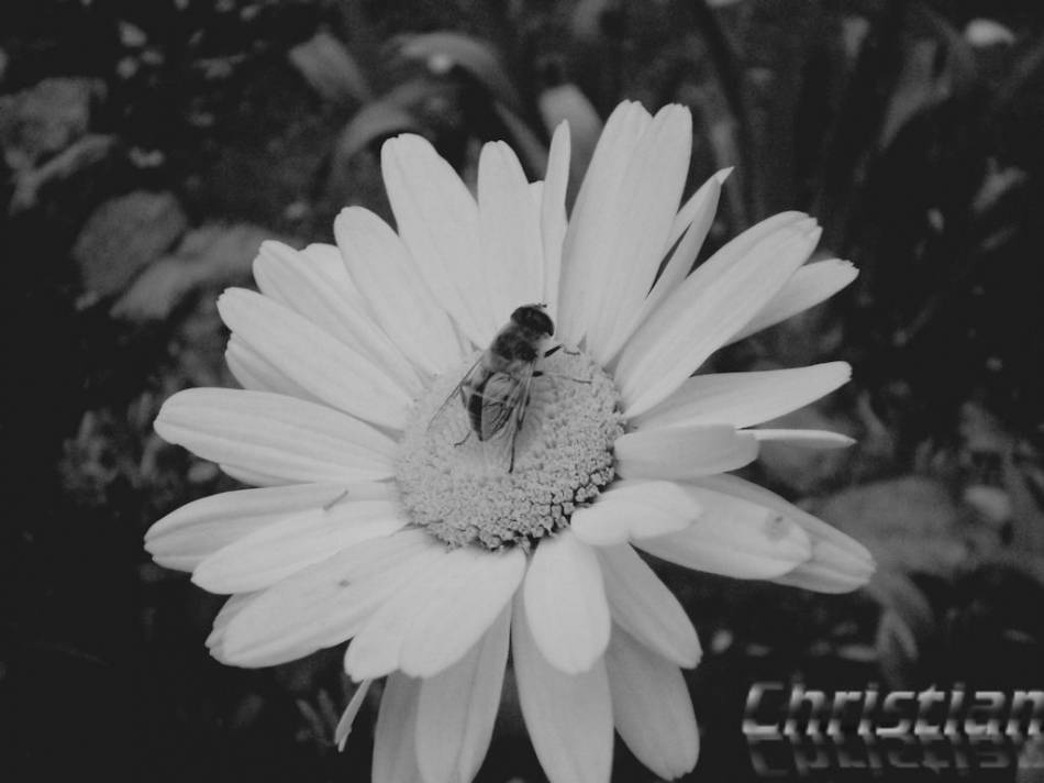 flower 10.10