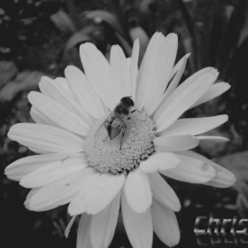 flower 10.10