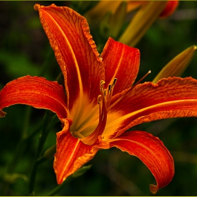 Хемерокалис Hemerocallis