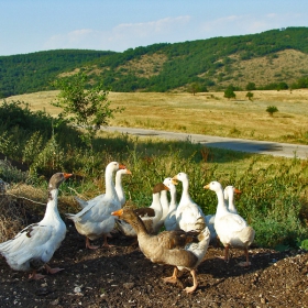 Ако не престанеш с този апарат, ще извикаме кучето :)