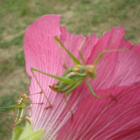 Красиви, но вредни! 18.07.2011