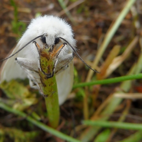 Diaphora mendica