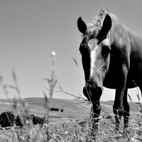 Day after day...alone in the lonely wilderness...