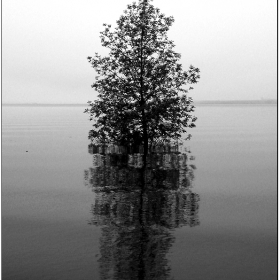 Lake Sacagawea: Misty Morning