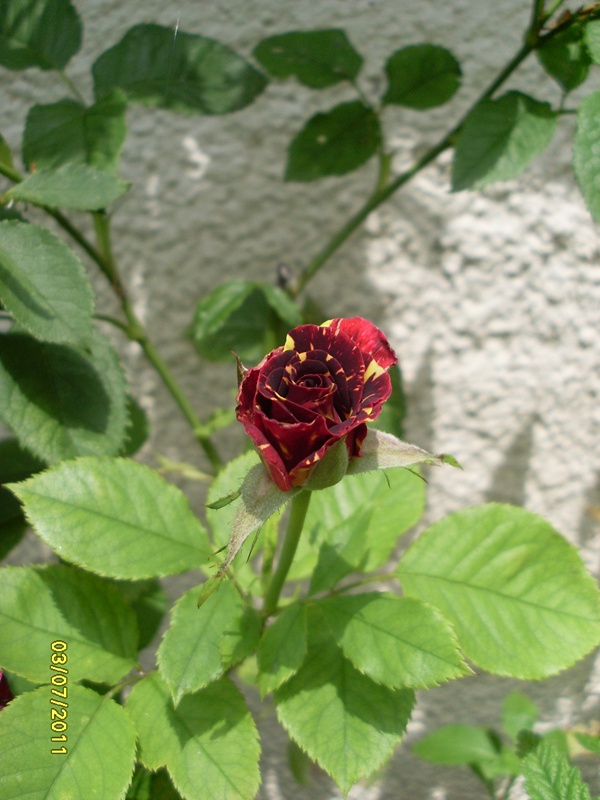 Роза
