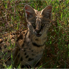 ДИВОТО ЗОВЕЕЕ..., живота  сред  лъвовете не е лесен  Leptailurus serval hindei