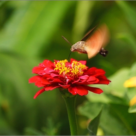 Колибри Хоук-молец (Macroglossum stellatarum)