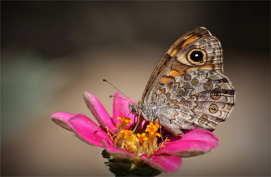 butterfly and flower