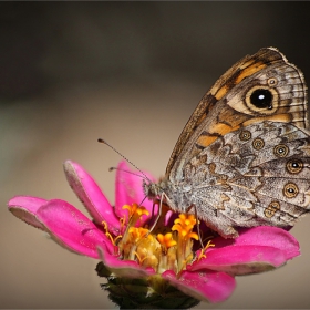 butterfly and flower