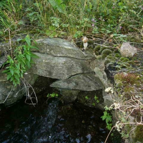 След водопоя