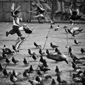 Playing with the doves