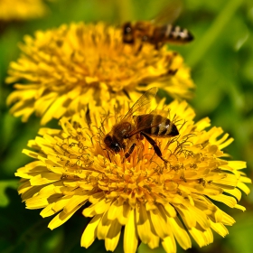 Fields of gold