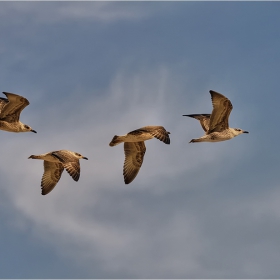 Air Four