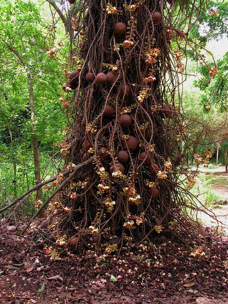 Cannon-Ball Tree