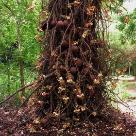 Cannon-Ball Tree