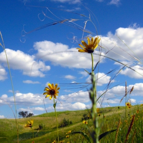 North Dakota: flowers in the sky