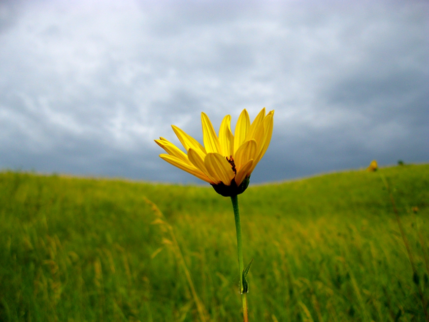 North Dakota flower