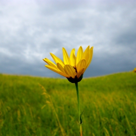 North Dakota flower