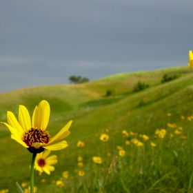 North Dakota flowers