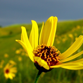 North Dakota flowers