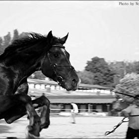 Daytime with the black horses