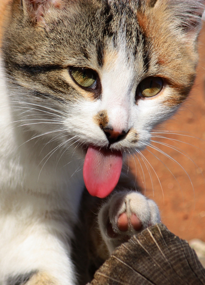 :P