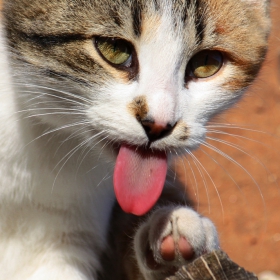 :P