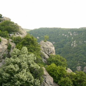 Брезичката  живееща горе на скалата