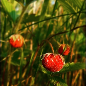 Fragaria vesca