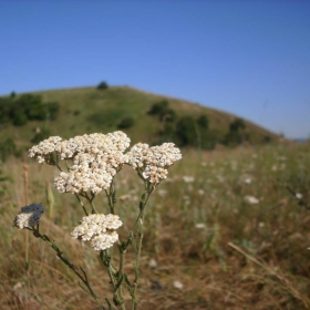 Macro nature 2