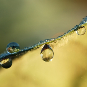 Water drops