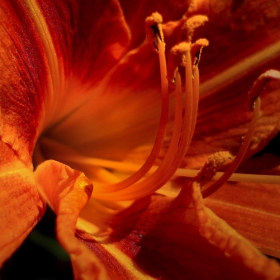 Lilium