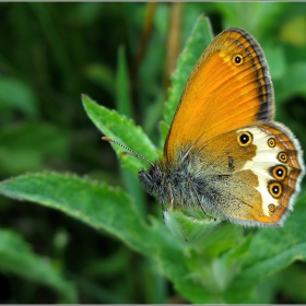 Пърли Хийт (Coenonympha arcania)