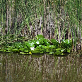 Водна лилия