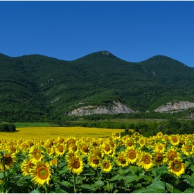 закъсняли слънчогледи
