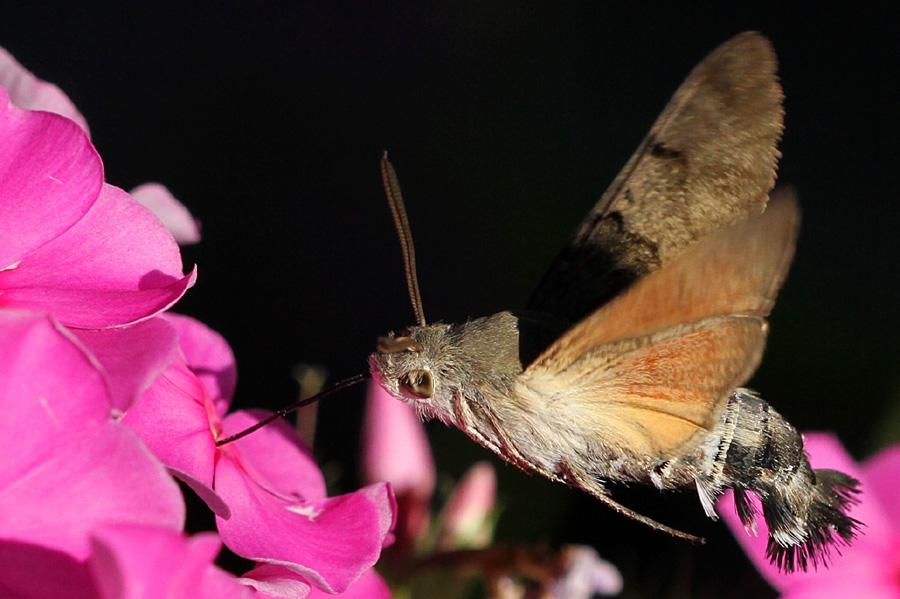 Гълъбова опашка - (Macroglossum stellatarum)
