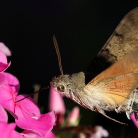Гълъбова опашка - (Macroglossum stellatarum)