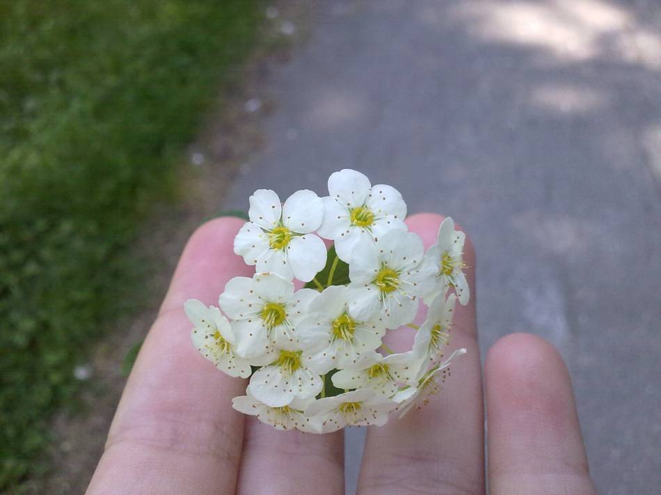 Just Flower